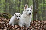 BERGER BLANC SUISSE - ADULTS ET PUPPIES 043